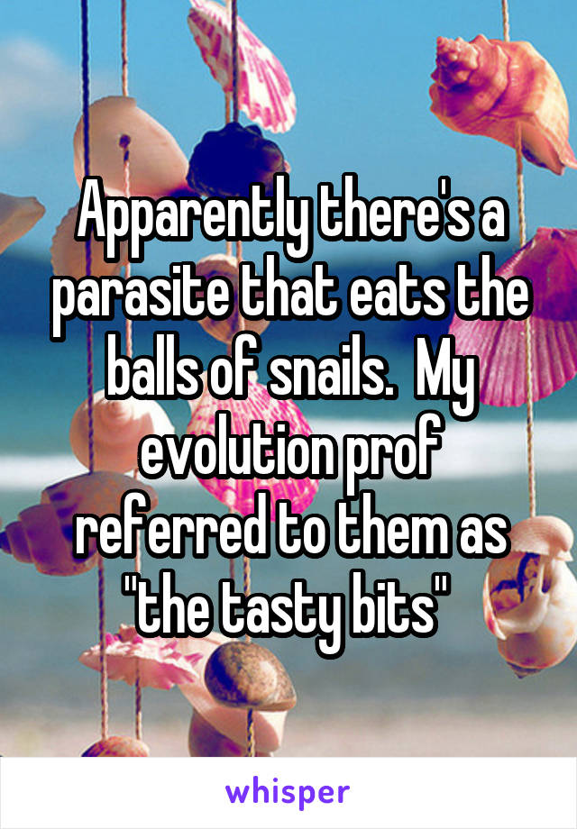 Apparently there's a parasite that eats the balls of snails.  My evolution prof referred to them as "the tasty bits" 