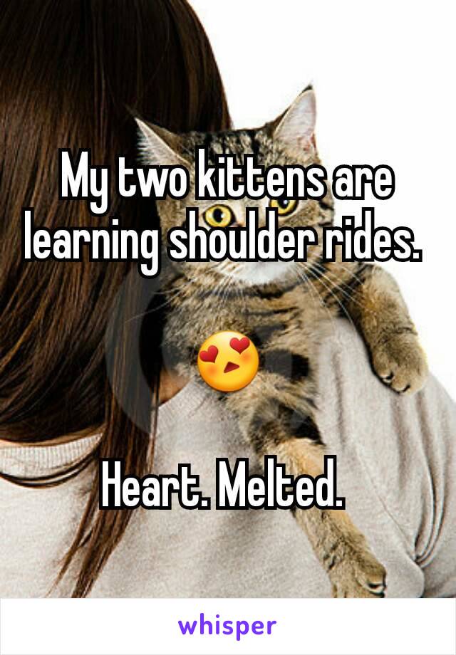 My two kittens are learning shoulder rides. 

😍

Heart. Melted. 