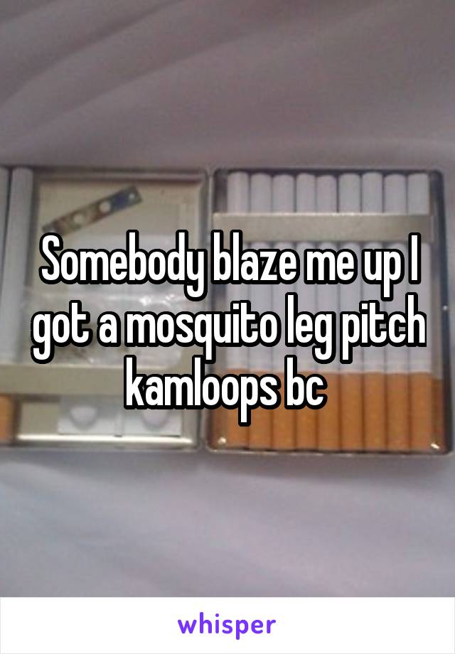 Somebody blaze me up I got a mosquito leg pitch kamloops bc 