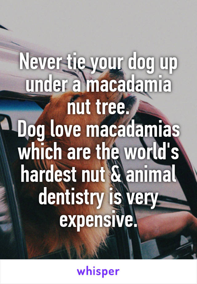 Never tie your dog up under a macadamia nut tree.
Dog love macadamias which are the world's hardest nut & animal dentistry is very expensive.