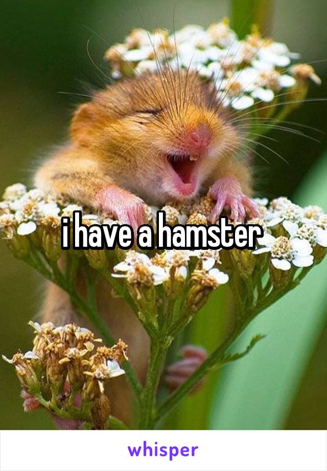 i have a hamster 