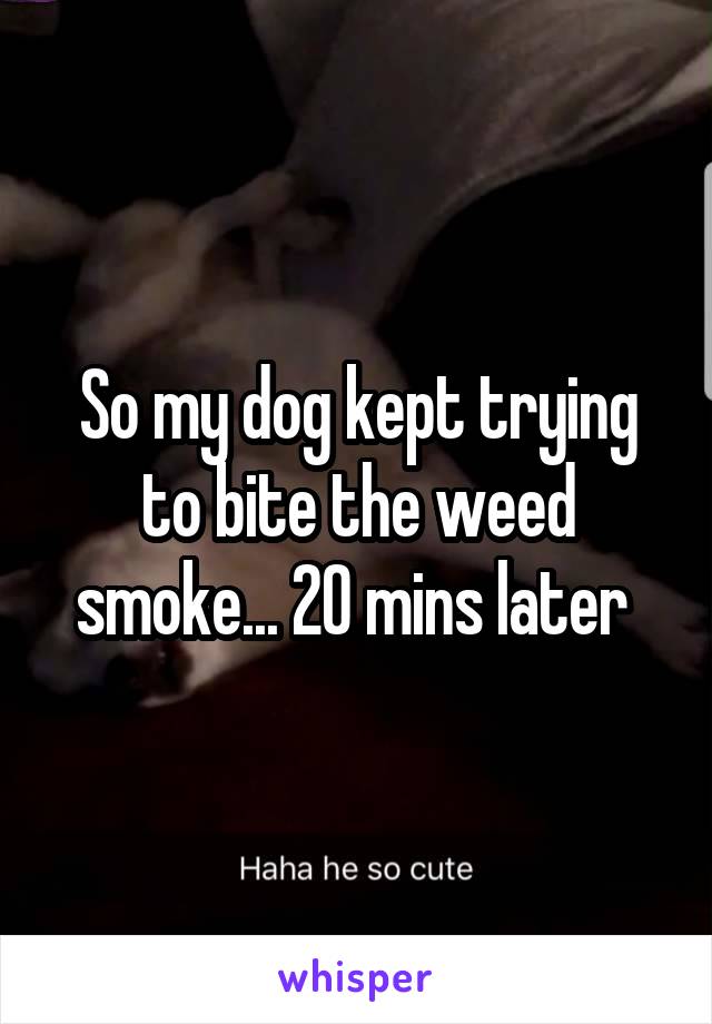 So my dog kept trying to bite the weed smoke... 20 mins later 