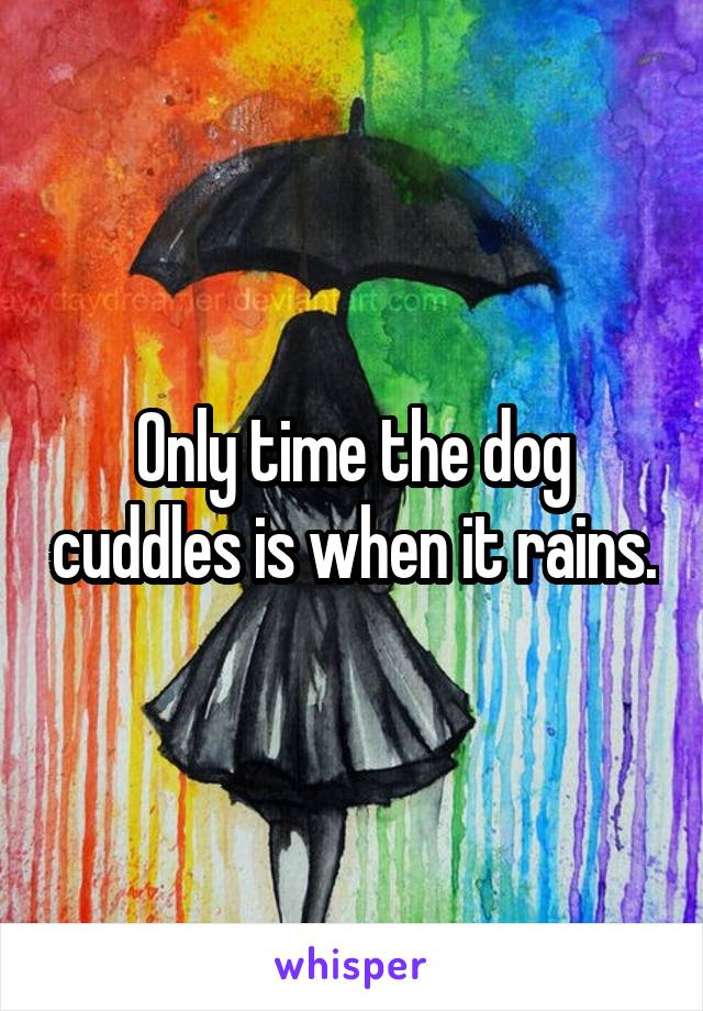 Only time the dog cuddles is when it rains.