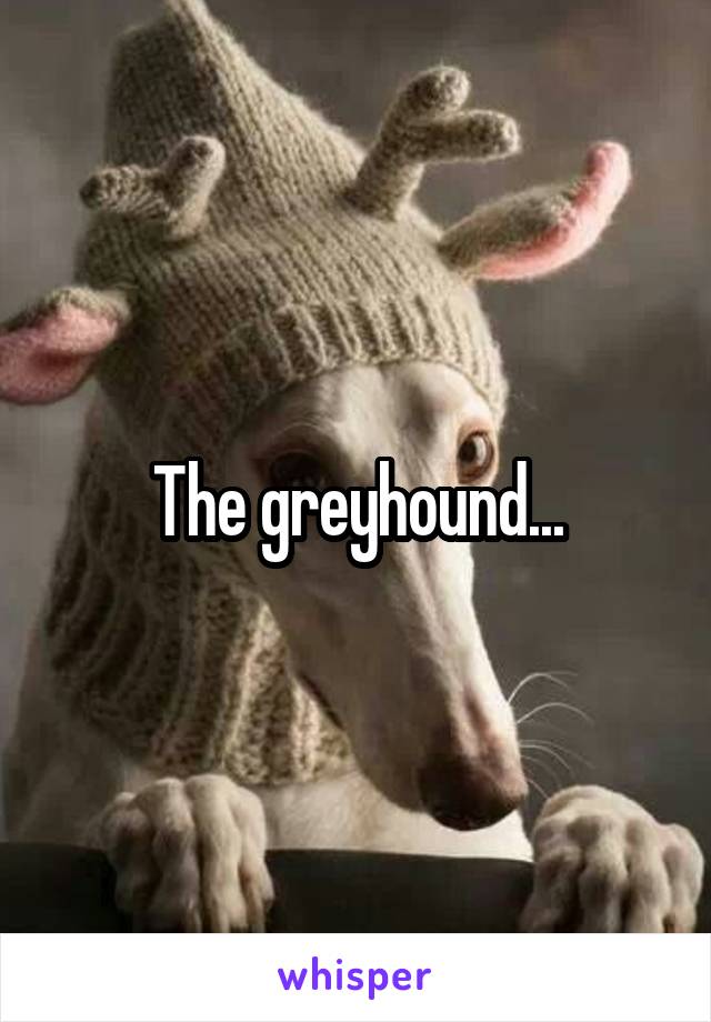 The greyhound...