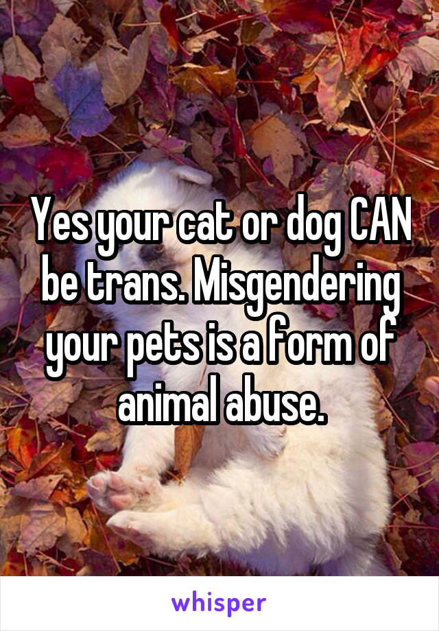 Yes your cat or dog CAN be trans. Misgendering your pets is a form of animal abuse.