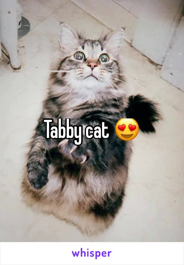 Tabby cat 😍
