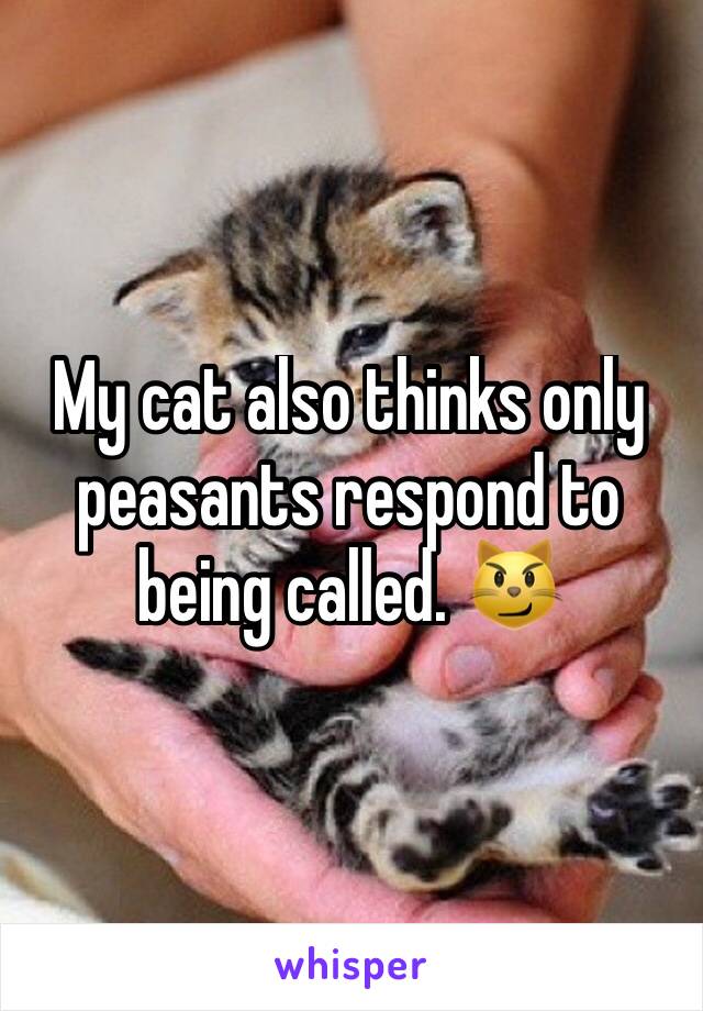 My cat also thinks only peasants respond to being called. 😼