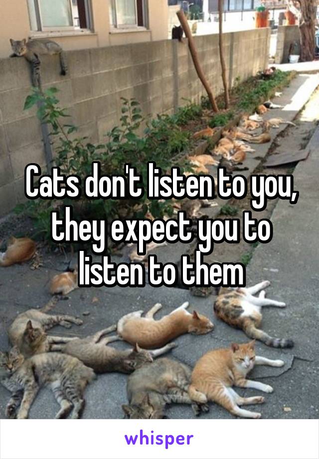 Cats don't listen to you, they expect you to listen to them