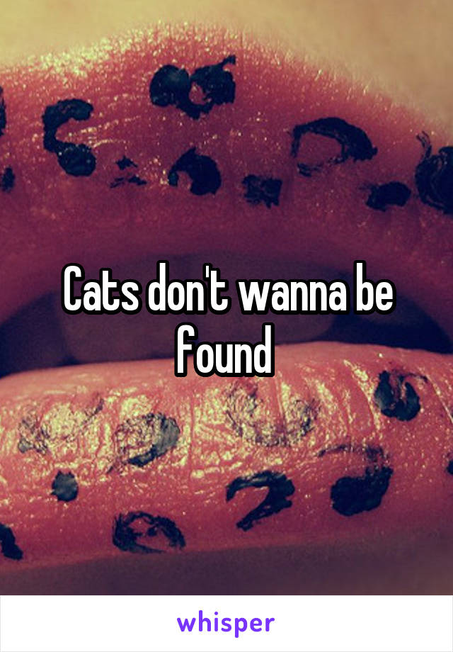 Cats don't wanna be found 