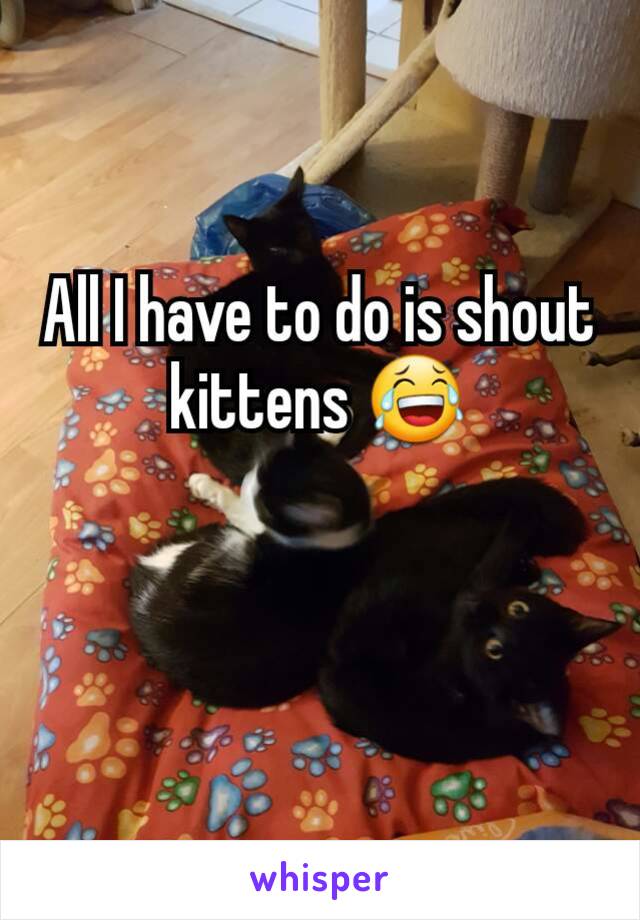 All I have to do is shout kittens 😂