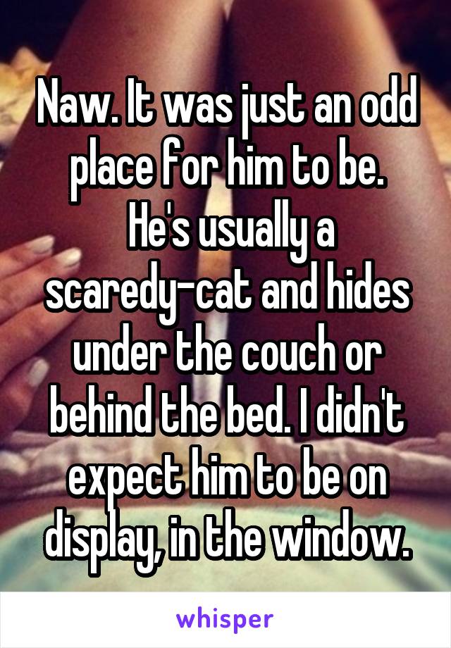 Naw. It was just an odd place for him to be.
 He's usually a scaredy-cat and hides under the couch or behind the bed. I didn't expect him to be on display, in the window.