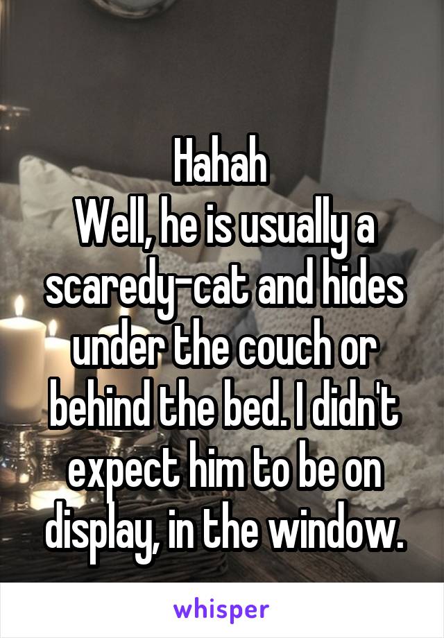  
Hahah 
Well, he is usually a scaredy-cat and hides under the couch or behind the bed. I didn't expect him to be on display, in the window.