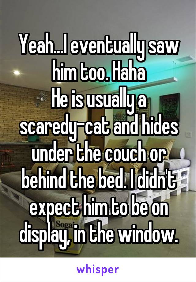 Yeah...I eventually saw him too. Haha
He is usually a scaredy-cat and hides under the couch or behind the bed. I didn't expect him to be on display, in the window.