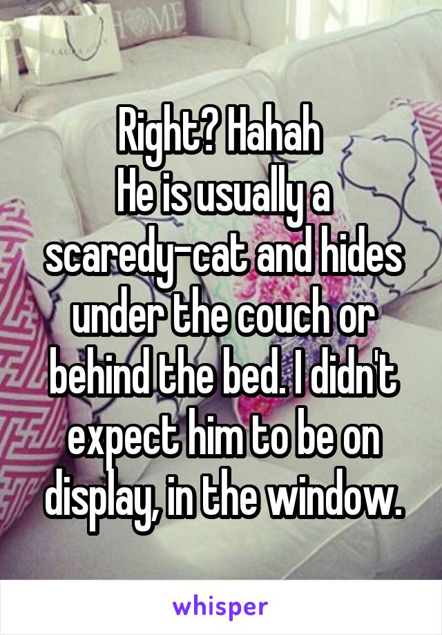 Right? Hahah 
He is usually a scaredy-cat and hides under the couch or behind the bed. I didn't expect him to be on display, in the window.