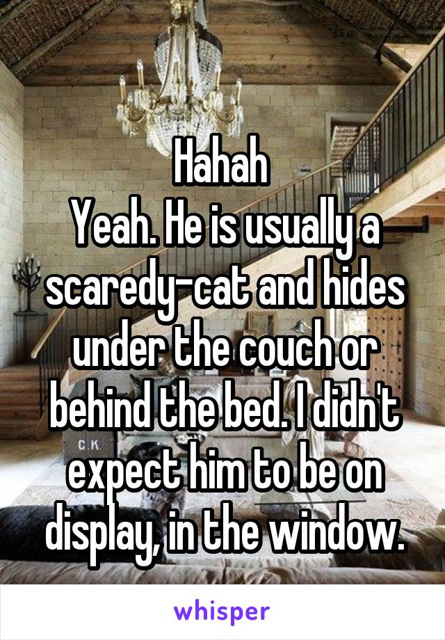  
Hahah 
Yeah. He is usually a scaredy-cat and hides under the couch or behind the bed. I didn't expect him to be on display, in the window.