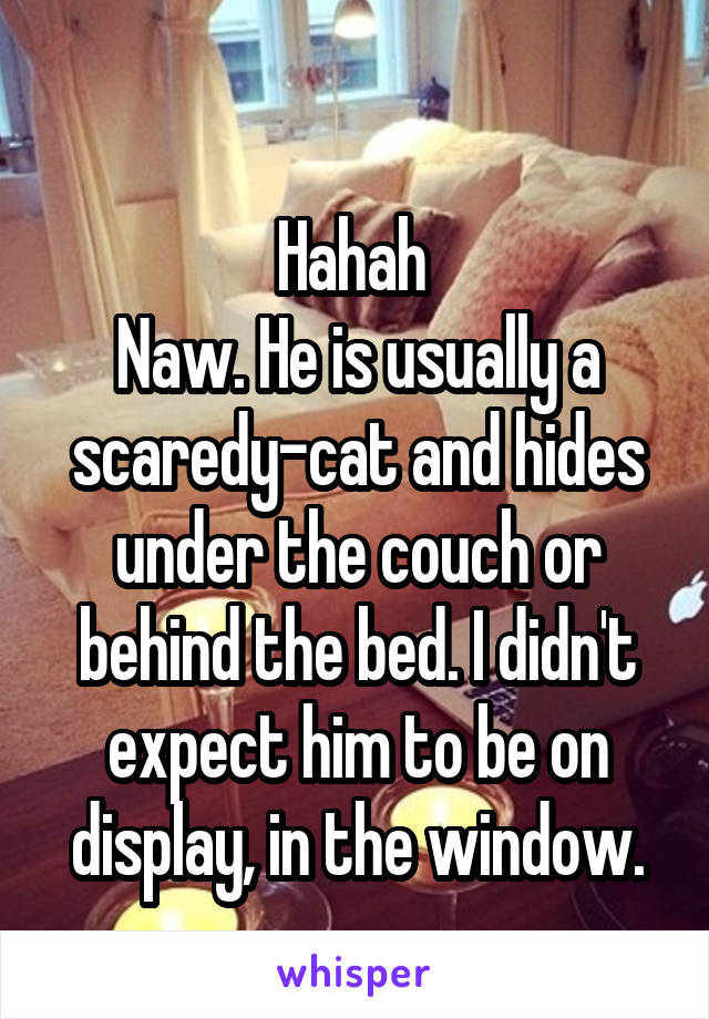  
Hahah 
Naw. He is usually a scaredy-cat and hides under the couch or behind the bed. I didn't expect him to be on display, in the window.