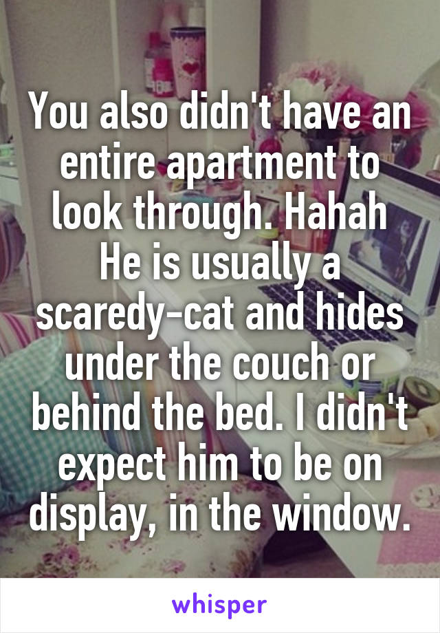 You also didn't have an entire apartment to look through. Hahah
He is usually a scaredy-cat and hides under the couch or behind the bed. I didn't expect him to be on display, in the window.