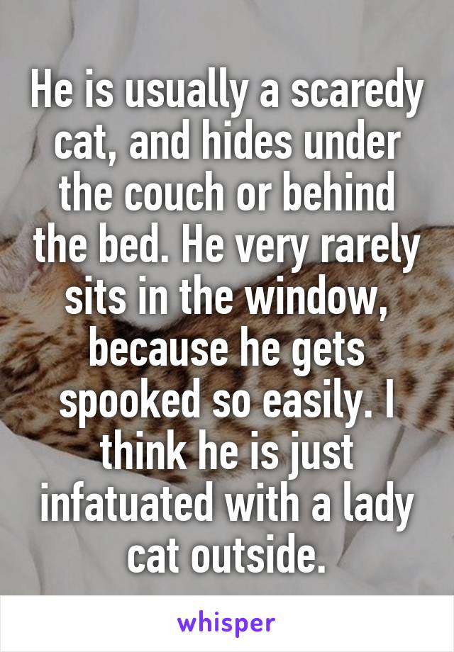 He is usually a scaredy cat, and hides under the couch or behind the bed. He very rarely sits in the window, because he gets spooked so easily. I think he is just infatuated with a lady cat outside.