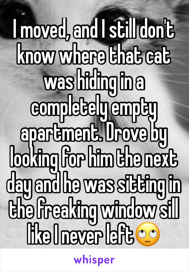 I moved, and I still don't know where that cat was hiding in a completely empty apartment. Drove by looking for him the next day and he was sitting in the freaking window sill like I never left🙄