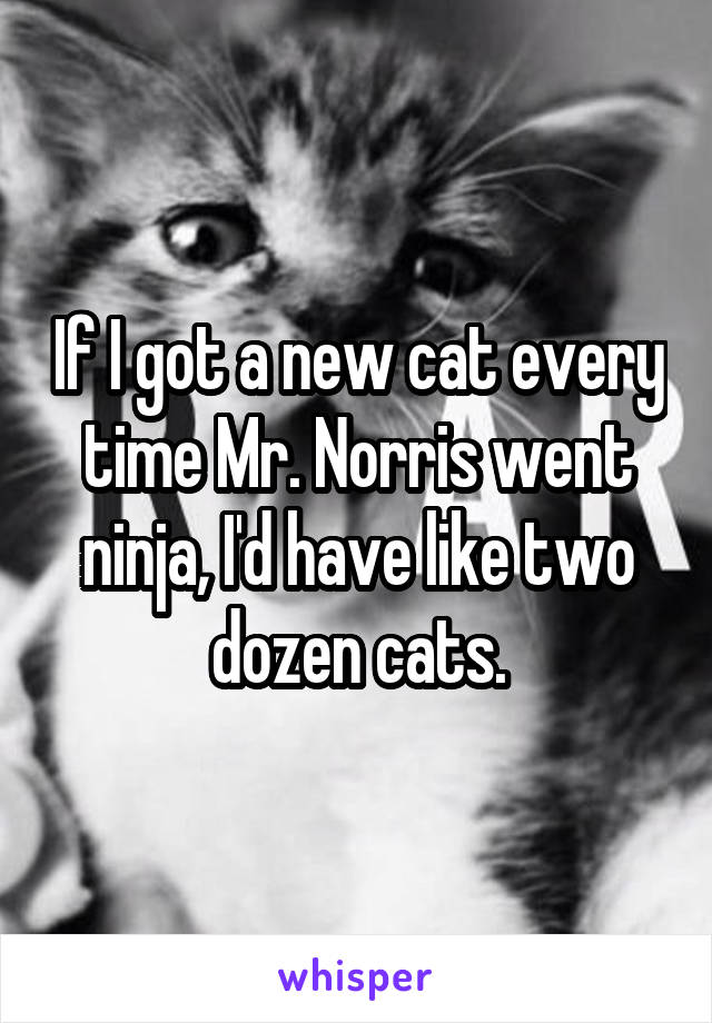 If I got a new cat every time Mr. Norris went ninja, I'd have like two dozen cats.