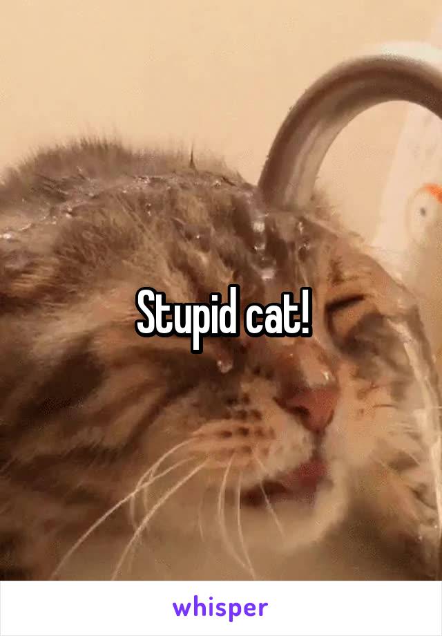 Stupid cat!