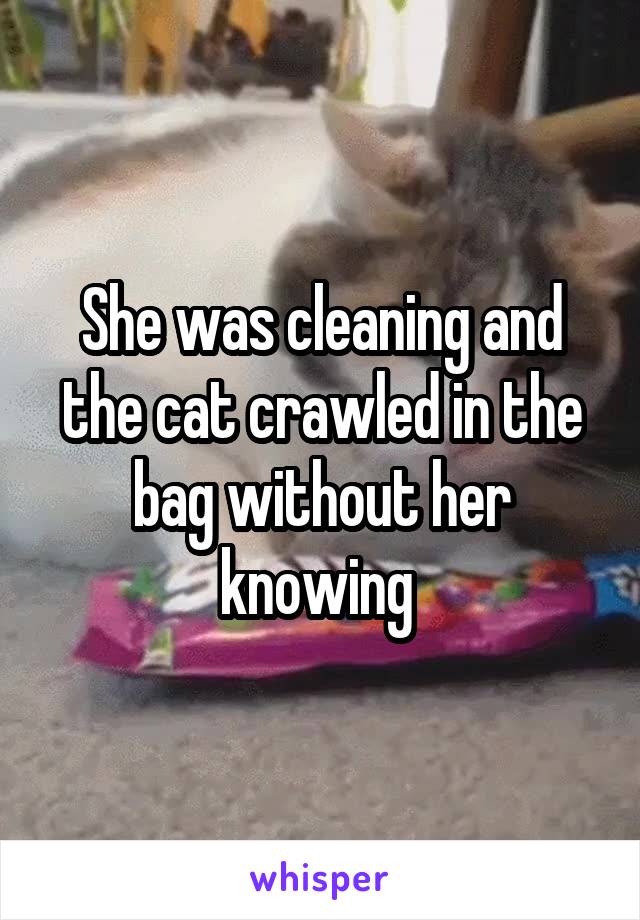 She was cleaning and the cat crawled in the bag without her knowing 