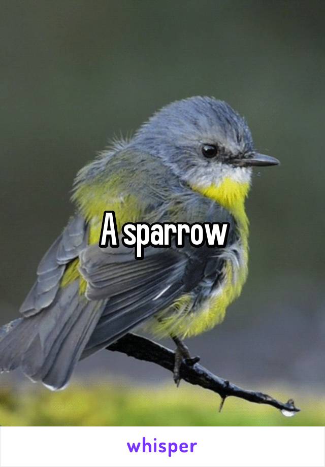 A sparrow