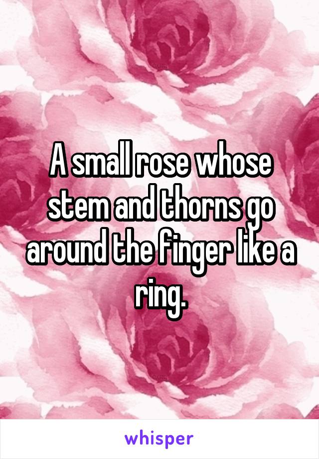 A small rose whose stem and thorns go around the finger like a ring.