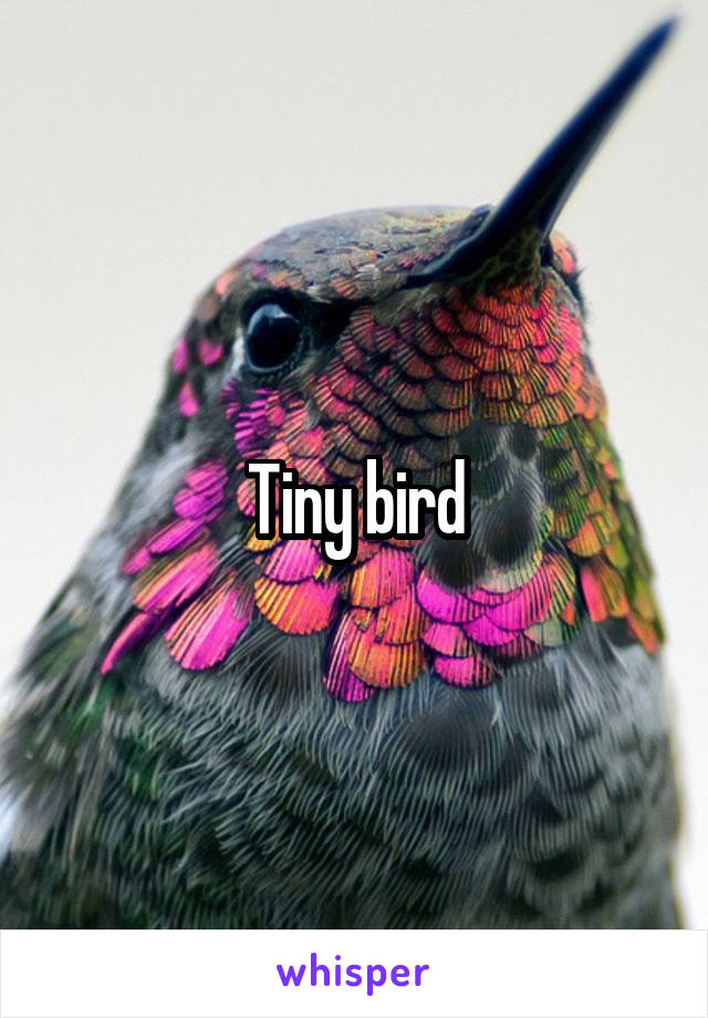 Tiny bird