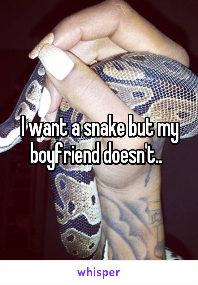 I want a snake but my boyfriend doesn't..  