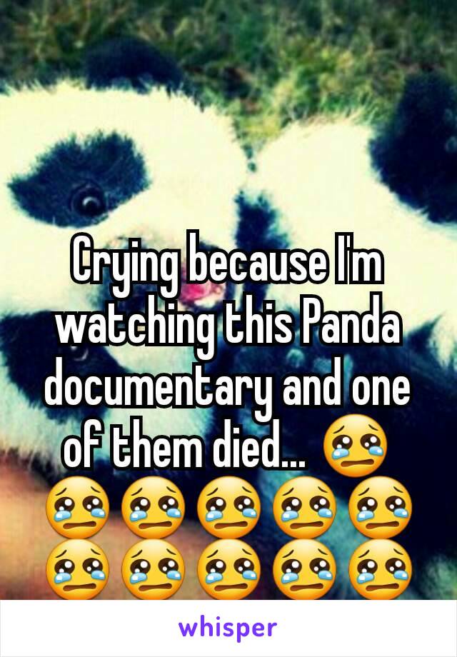 Crying because I'm watching this Panda documentary and one of them died... 😢😢😢😢😢😢😢😢😢😢😢