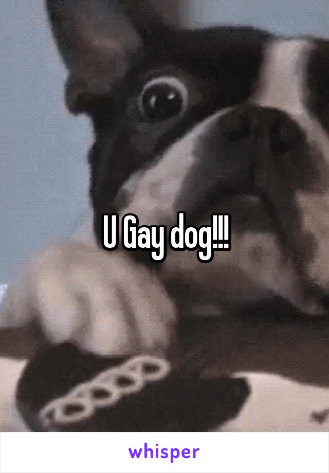 U Gay dog!!!