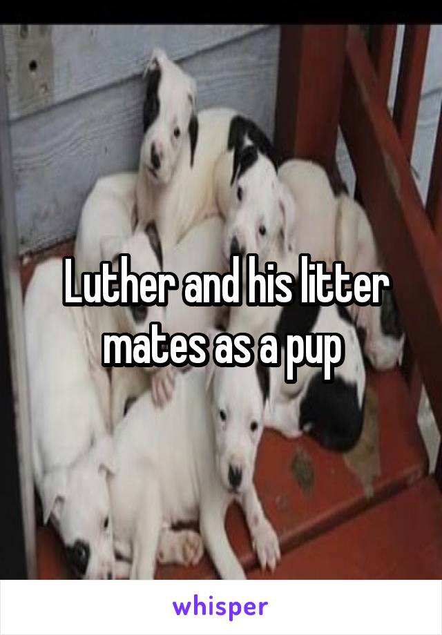  Luther and his litter mates as a pup