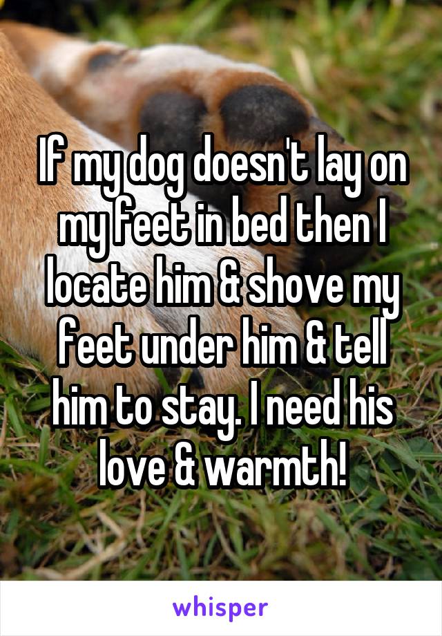 If my dog doesn't lay on my feet in bed then I locate him & shove my feet under him & tell him to stay. I need his love & warmth!