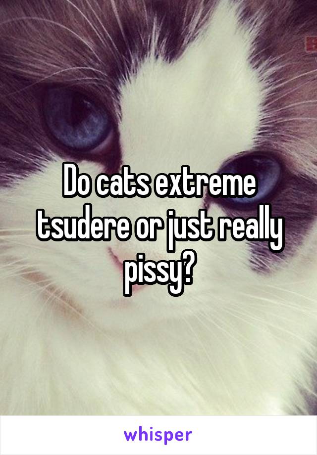 Do cats extreme tsudere or just really pissy?