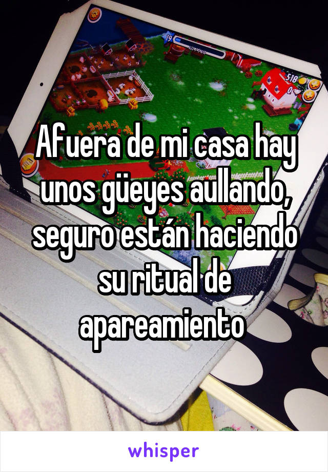 Afuera de mi casa hay unos güeyes aullando, seguro están haciendo su ritual de apareamiento 