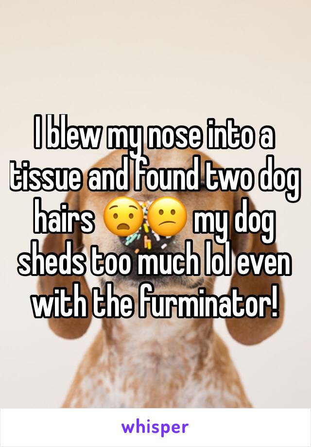 I blew my nose into a tissue and found two dog hairs 😧😕 my dog sheds too much lol even with the furminator!