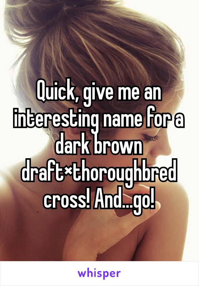 Quick, give me an interesting name for a dark brown draft×thoroughbred cross! And...go!