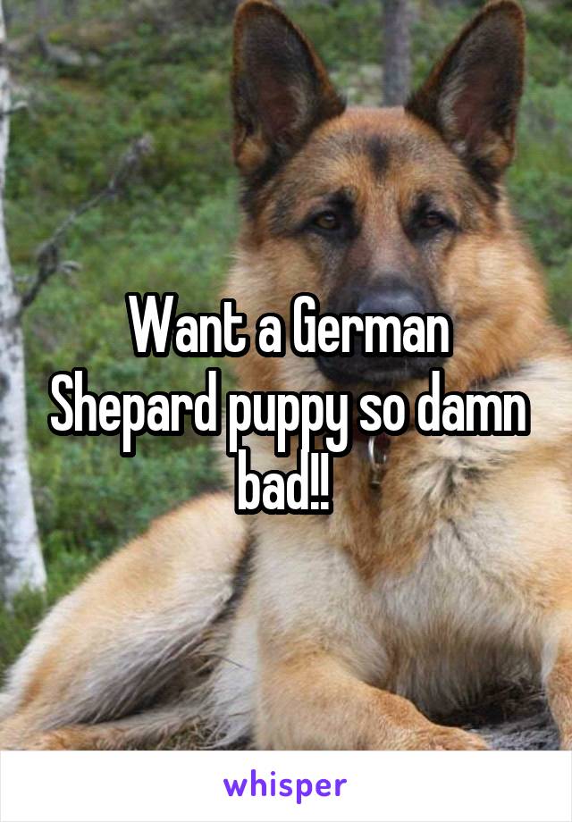 Want a German Shepard puppy so damn bad!! 