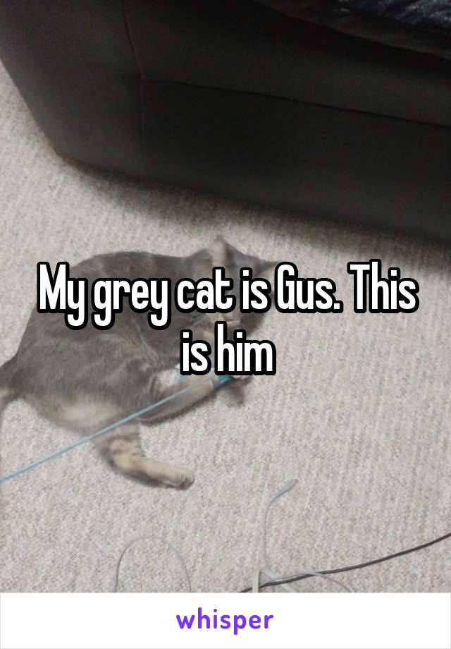 My grey cat is Gus. This is him