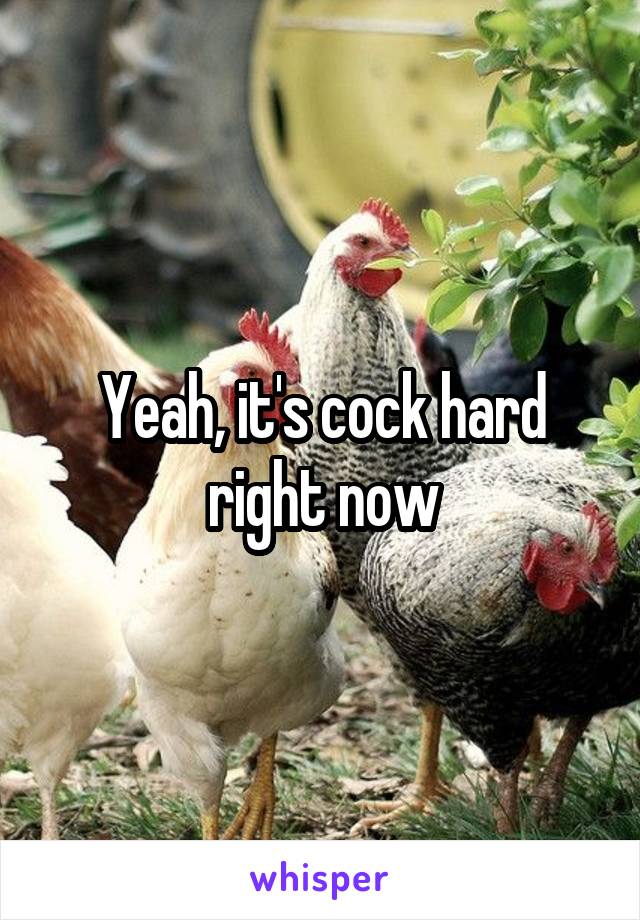 Yeah, it's cock hard right now