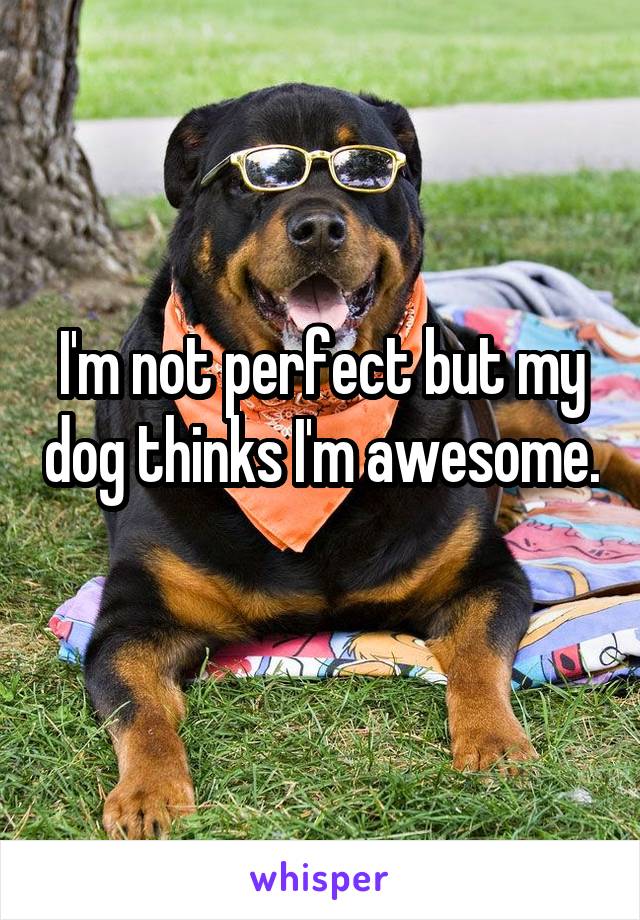 I'm not perfect but my dog thinks I'm awesome. 