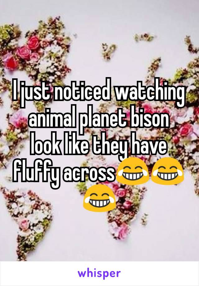 I just noticed watching animal planet bison look like they have fluffy across😂😂😂