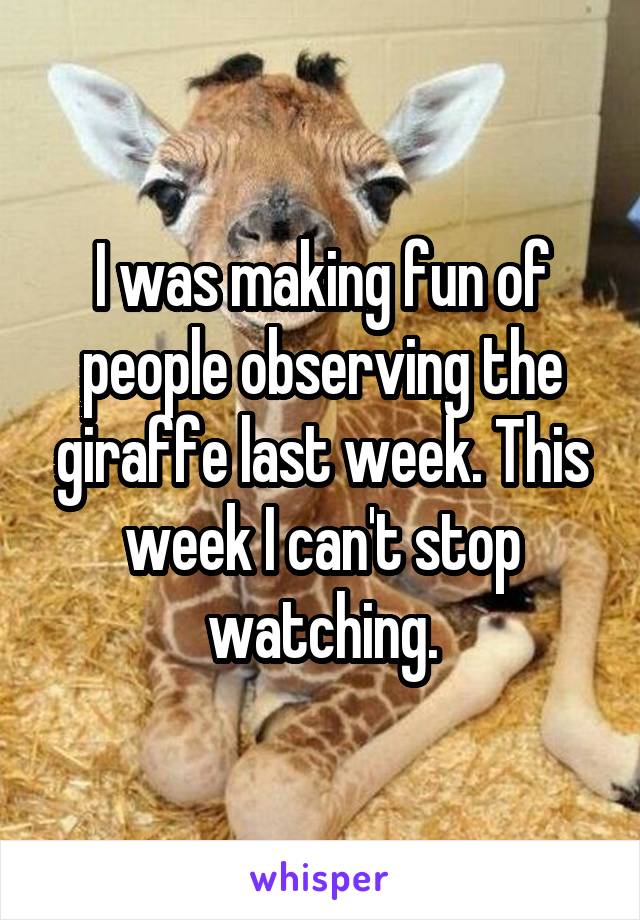 I was making fun of people observing the giraffe last week. This week I can't stop watching.