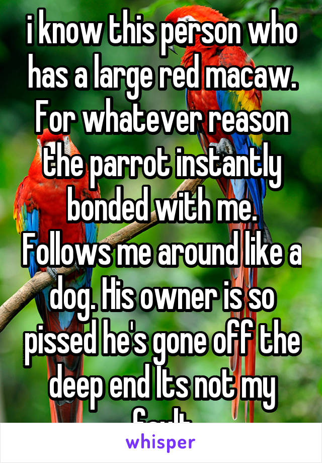 i know this person who has a large red macaw. For whatever reason the parrot instantly bonded with me. Follows me around like a dog. His owner is so pissed he's gone off the deep end Its not my fault