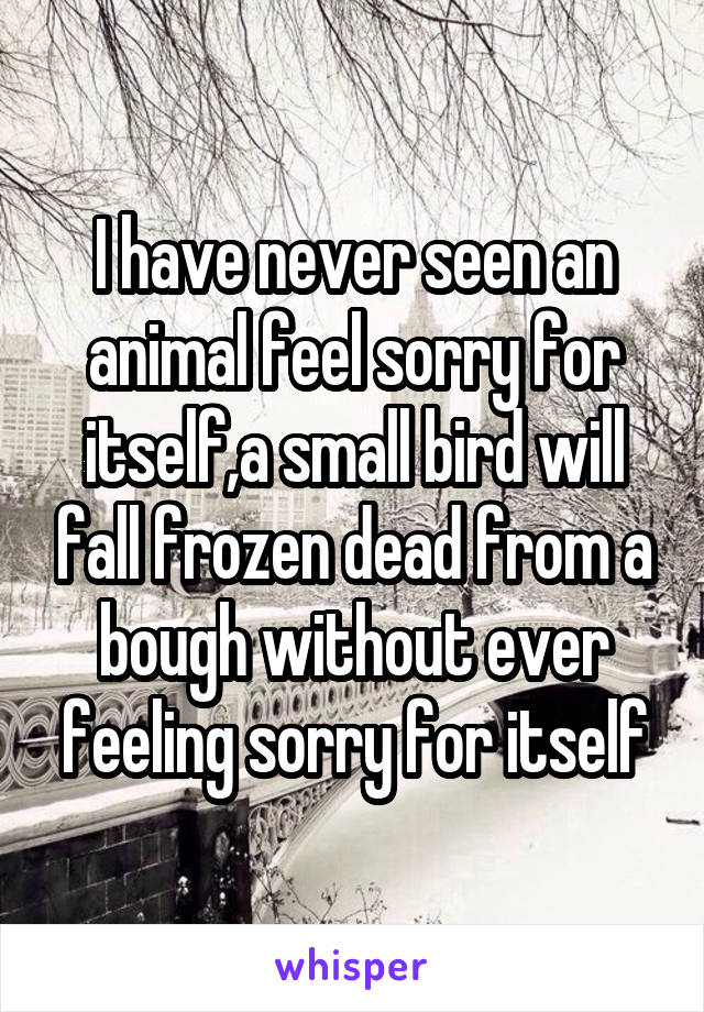 I have never seen an animal feel sorry for itself,a small bird will fall frozen dead from a bough without ever feeling sorry for itself