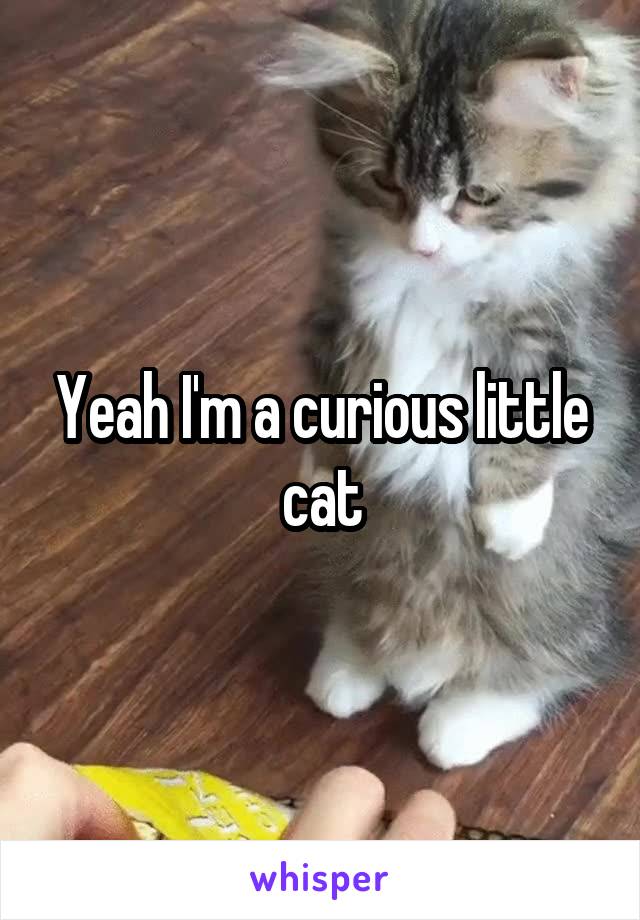 Yeah I'm a curious little cat