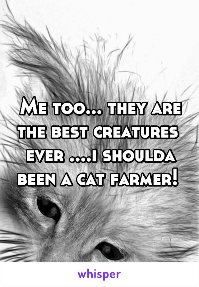 Me too... they are the best creatures  ever ....i shoulda been a cat farmer! 