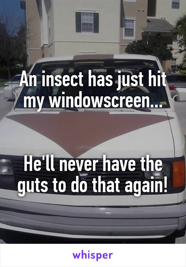 An insect has just hit my windowscreen...


He'll never have the guts to do that again!