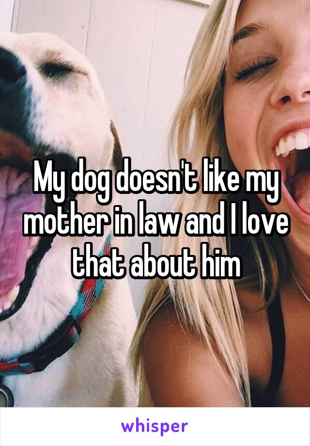 My dog doesn't like my mother in law and I love that about him